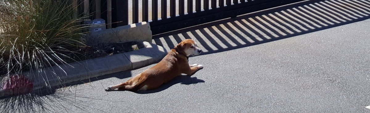 agm-team-dog.jpg#asset:414